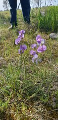 Swainsona procumbens