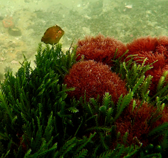 Brachaluteres jacksonianus