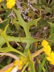 Synaphea spinulosa