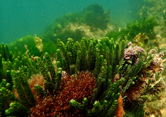 Brachaluteres jacksonianus