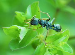 Myrmecia pilosula