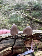 Mycena purpureofusca