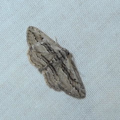 Ekboarmia atlanticaria