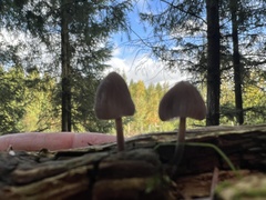 Mycena purpureofusca