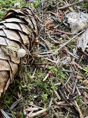 Strobilurus conigenus