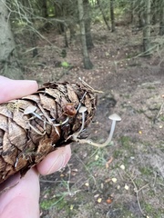 Strobilurus conigenus