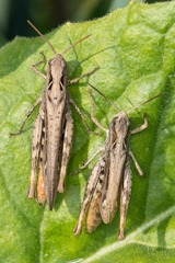 Chorthippus apricarius