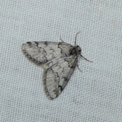 Tephronia lhommaria