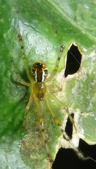 Theridion pyramidale