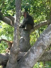 Macaca cyclopis