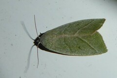 Earias subviridis