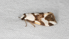 Thallarcha staurocola