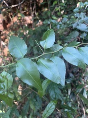 Gymnosporia harveyana harveyana