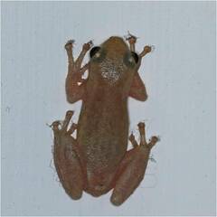 Litoria rubella