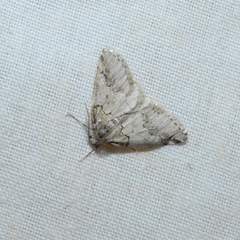 Tephronia lhommaria