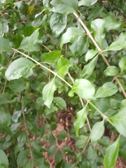 Duranta erecta