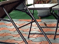 Passer domesticus indicus