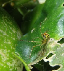 Theridion pyramidale
