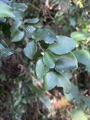 Gymnosporia harveyana harveyana