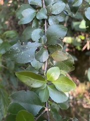 Gymnosporia harveyana harveyana