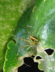Theridion pyramidale
