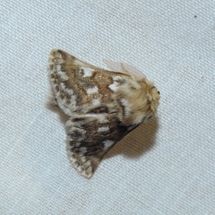Thaumetopoea herculeana