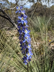 Thelymitra grandiflora