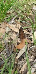 Morchella australiana