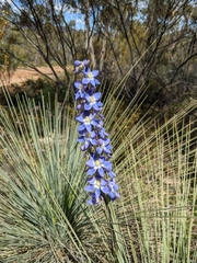 Thelymitra grandiflora