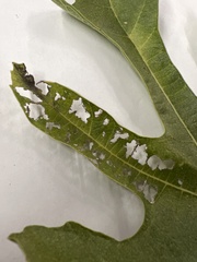 Choreutis nemorana
