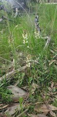 Stackhousia monogyna