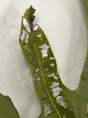 Choreutis nemorana