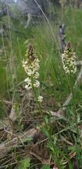 Stackhousia monogyna