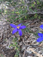Cheiranthera alternifolia