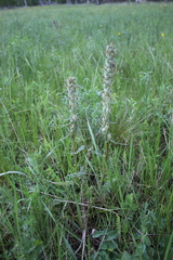Pedicularis dasystachys