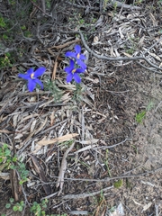 Cheiranthera alternifolia