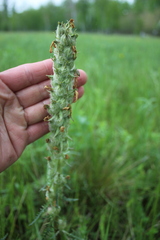 Pedicularis dasystachys