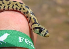 Zamenis scalaris