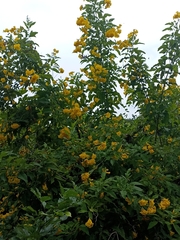 Tecoma stans