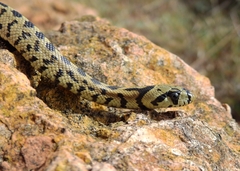 Zamenis scalaris