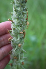 Pedicularis dasystachys