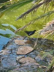 Gallinula chloropus meridionalis