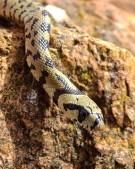 Zamenis scalaris
