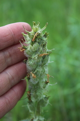 Pedicularis dasystachys