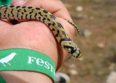 Zamenis scalaris