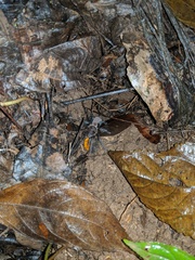 Citharacanthus meermani