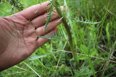 Pedicularis dasystachys