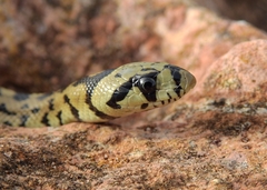 Zamenis scalaris