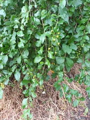 Duranta erecta