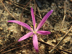 Colchicum filifolium